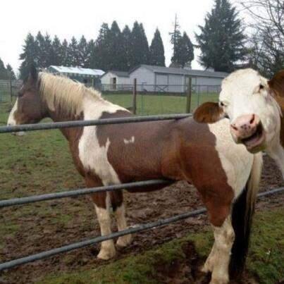 &#91;NGAKAK&#93; KETAWA DULU SEBELUM BOBO PIC++