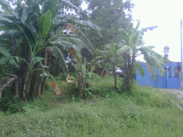 Dijual Tanah Kavling di Tanjung Kedungwrngin Patikraja Purwokerto Banyumas