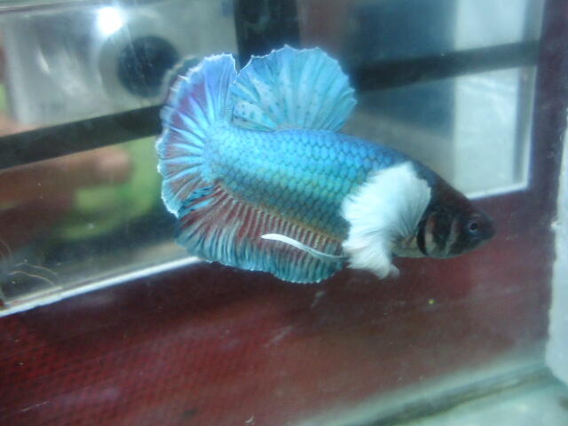 50 Koleksi Gambar Ikan Cupang Double Tail Gratis