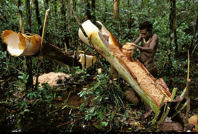 Mengenal Suku Pohon Korowai Dan Kombai Di Papua 