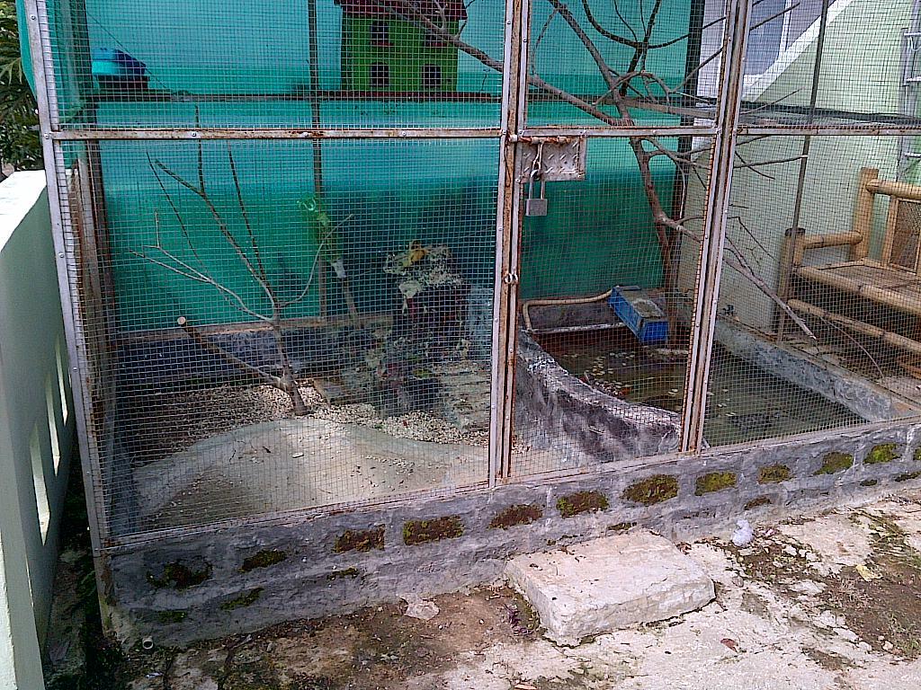 Burung Perkutut Tangerang Selatan