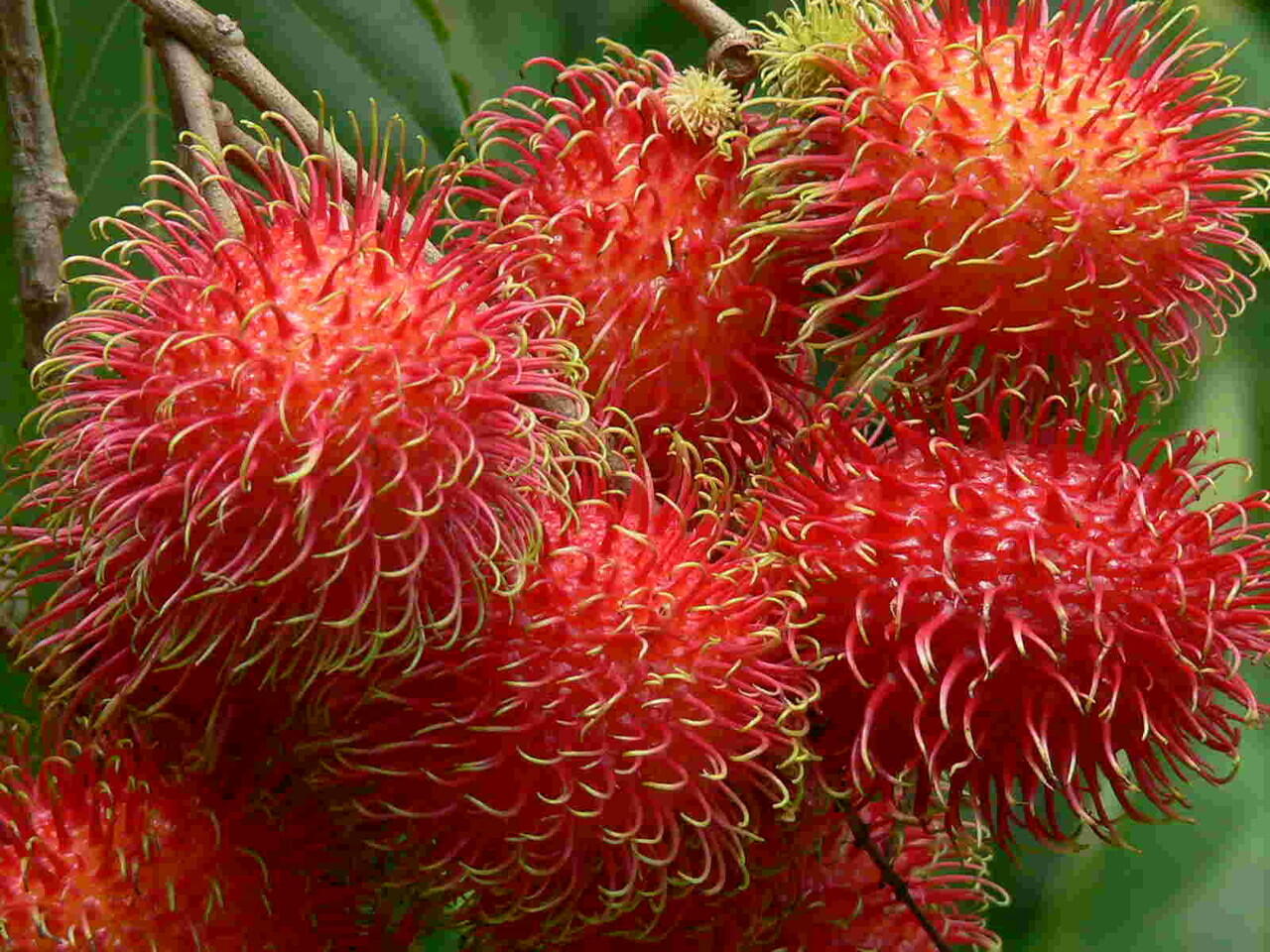 Manfaat Buah Rambutan(Semua berguna)