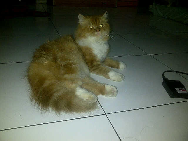 Cari Kucing persia medium nose, long hair, red tubby MURAH 