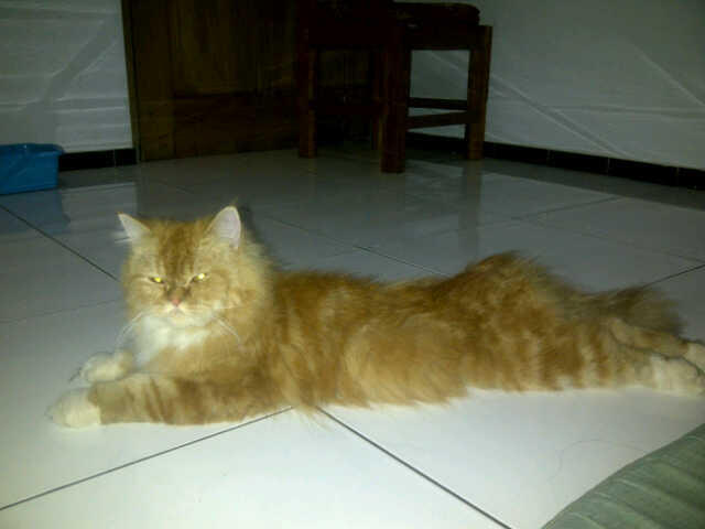 Cari Kucing  persia  medium nose long  hair  red tubby MURAH 