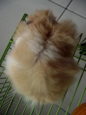 Terjual Jual Murah Hamster Syrian Long Hair, zeolit 