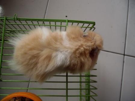 Terjual Jual Murah Hamster Syrian Long Hair, zeolit 