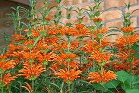www.gravelordseeds.web.id