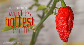 www.gravelordseeds.web.id