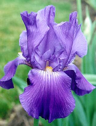 www.gravelordseeds.web.id