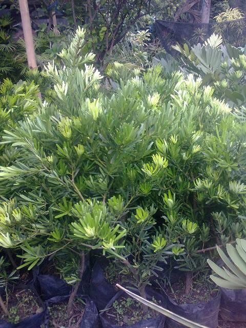 Tanaman hias Luohansung a.k.a "Podocarpus"
