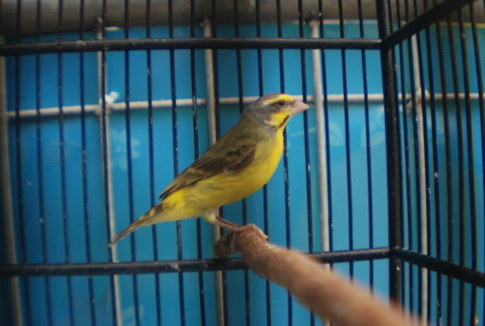 Terjual Jual Burung Mozambik Manyar Emas Kaskus