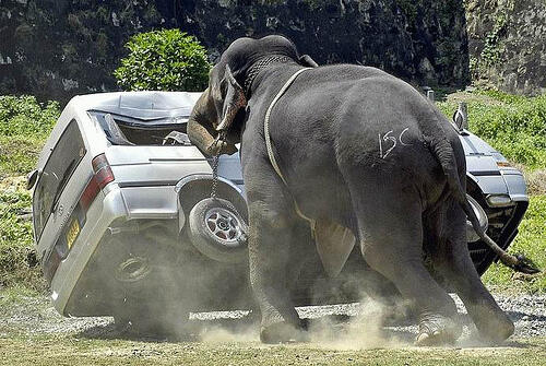 10 Hewan Herbivora Paling Berbahaya