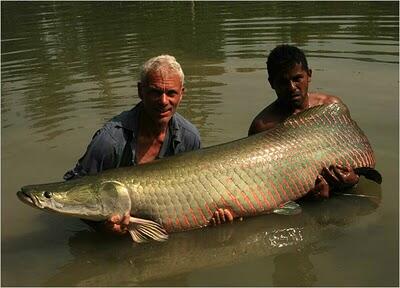 9 Monster Sungai yang Hidup di Berbagai Perairan Dunia