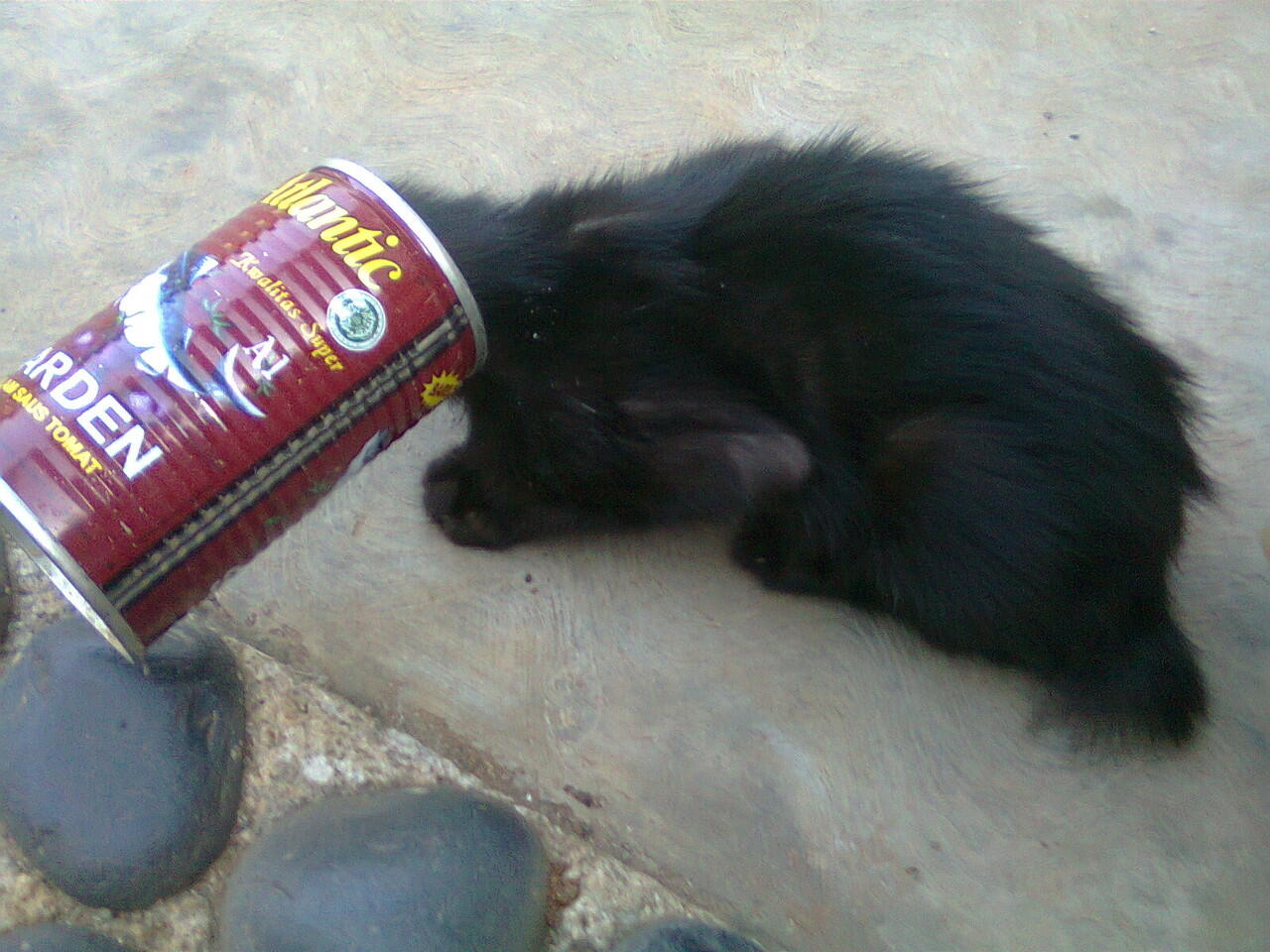 kucing kelewat laper nih &#91;+pic +ngakak&#93;