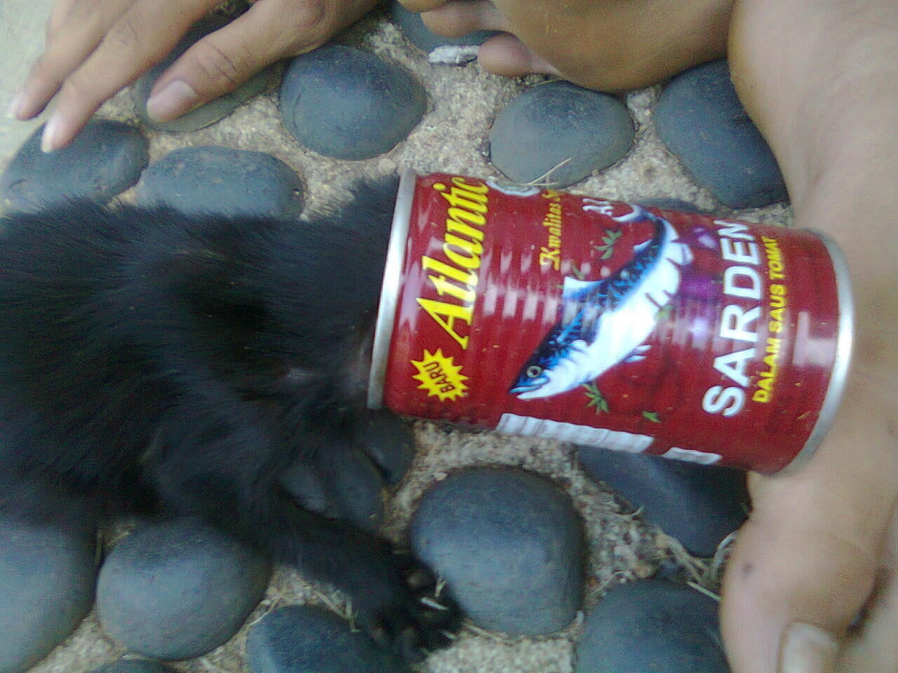 kucing kelewat laper nih &#91;+pic +ngakak&#93;
