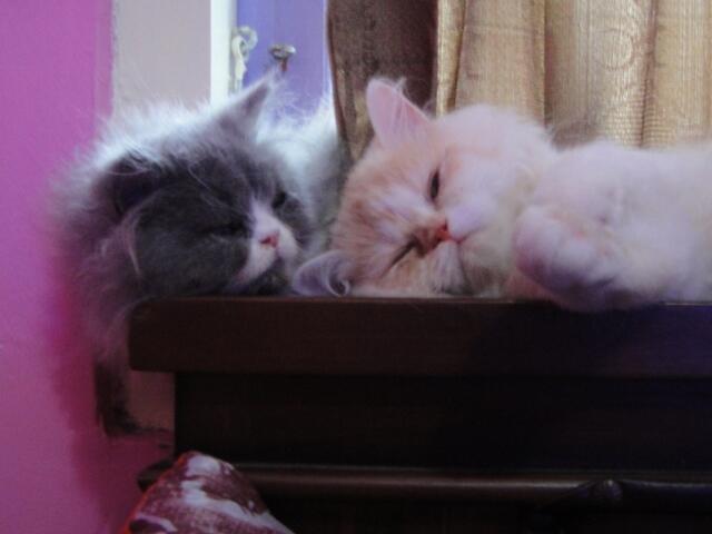 :) &#91;cat lovers&#93; Pictures &amp; Video Moca &amp; Moci