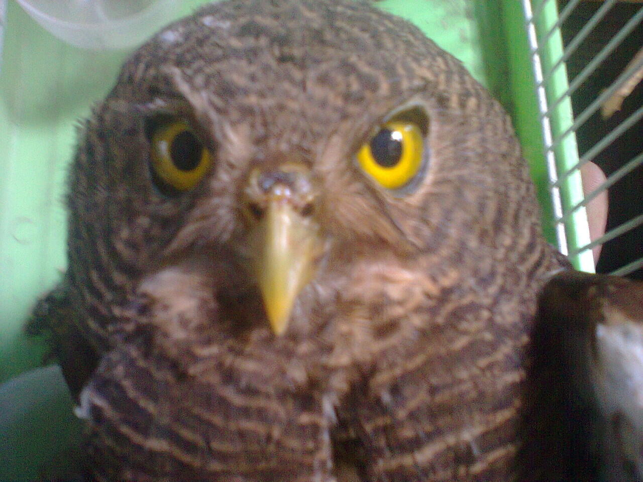Terjual Jual Burung Hantu Javan Owlet Juvenil Bandung Kaskus