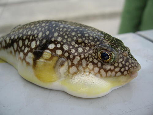 Ikan Fugu (Ikan Buntal), Nikmat Tapi Mematikan