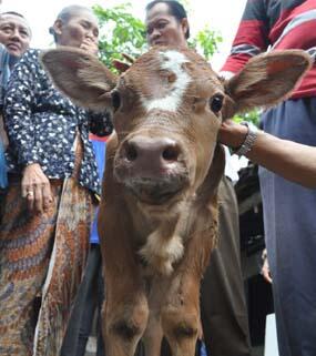 Kepala Anak Sapi Muncul Angka Tiga 