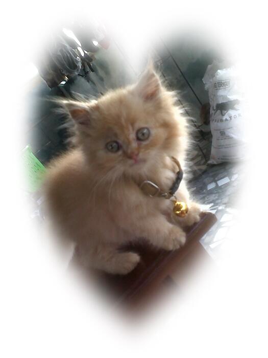 Kitten Kucing Persia Red Tabby