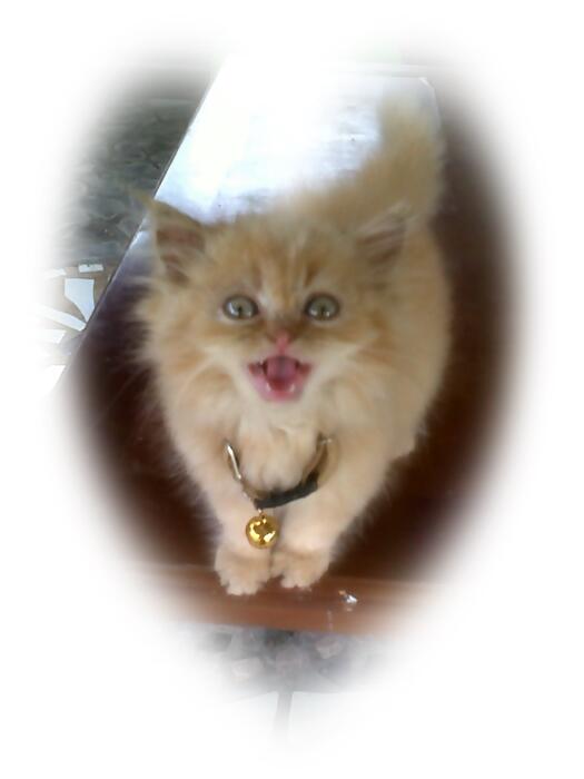 Kitten Kucing Persia Red Tabby