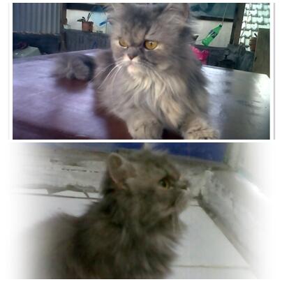 Indukan betina persia flatnose proven