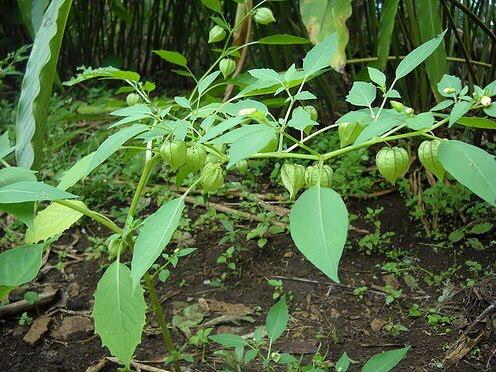 &#91;Ask&#93; Di Tempat Agan Buah ini Apa Namanya ?