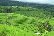 SITUS WARISAN DUNIA YANG BERASAL DARI INDONESIA +CALON-CALONNYA