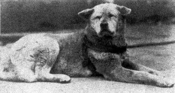 6 anjing yang setia pada tuannya 
