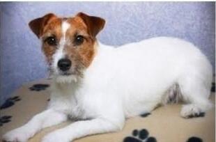 6 anjing yang setia pada tuannya 
