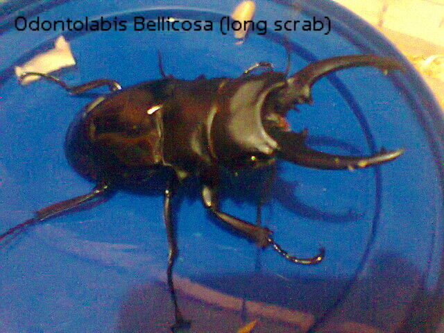 Jual Kumbang Tanduk (beetle)