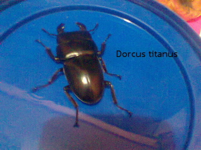 Jual Kumbang Tanduk (beetle)