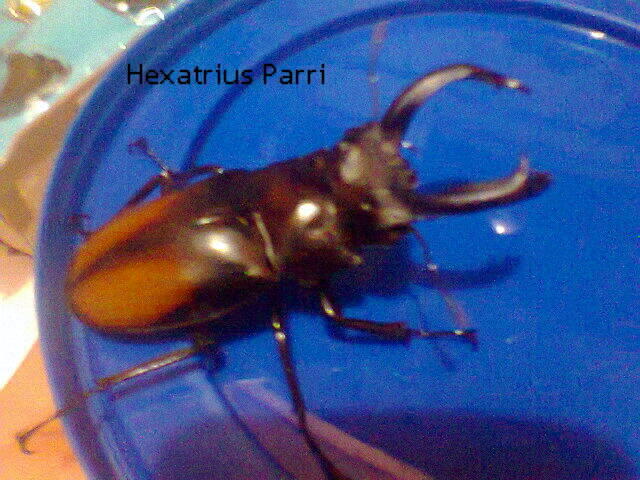 Jual Kumbang Tanduk (beetle)