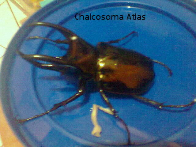 Jual Kumbang Tanduk (beetle)