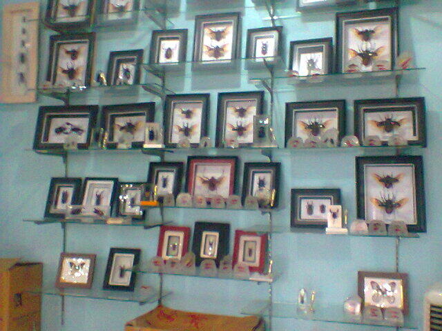 Jual Kumbang Tanduk (beetle)