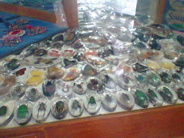 Jual Kumbang Tanduk (beetle)