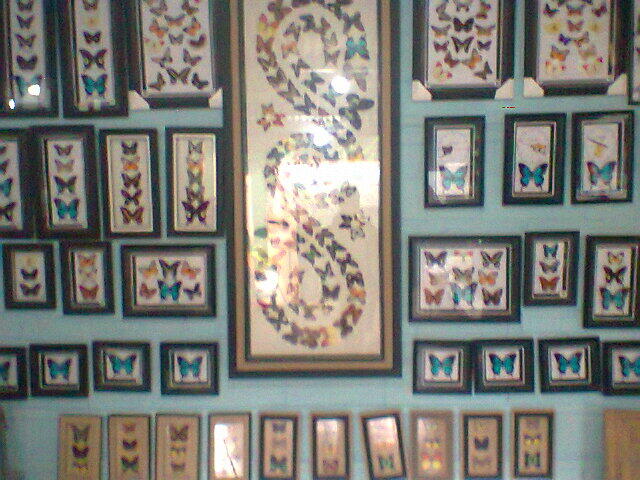 Jual Kumbang Tanduk (beetle)