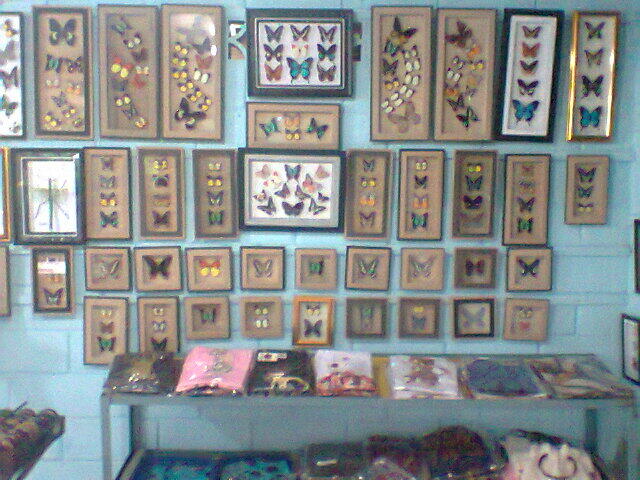 Jual Kumbang Tanduk (beetle)