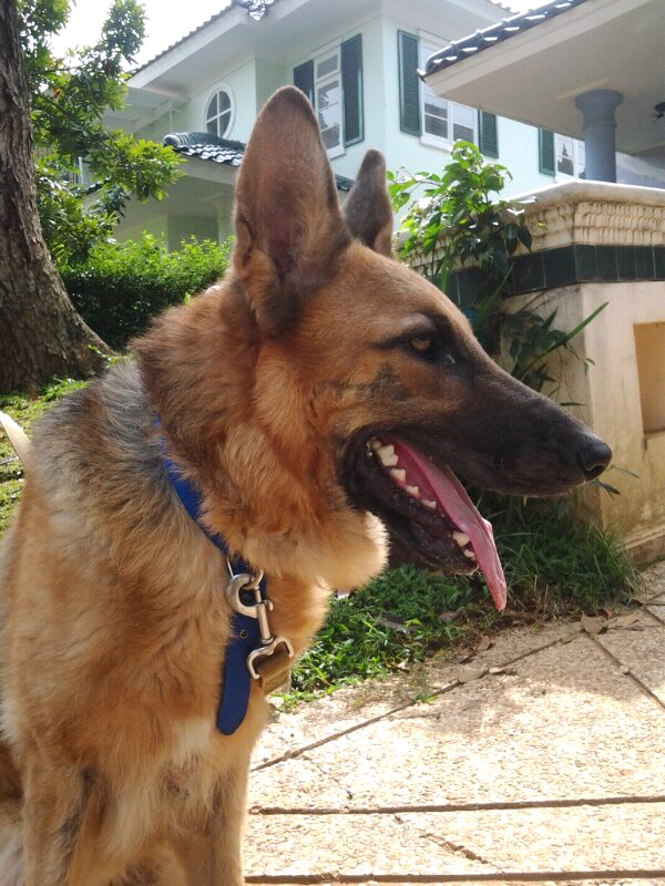 Hibah anjing Herder