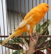 Mengenal Jenis Kenari Import