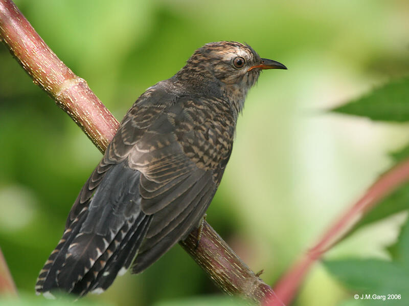 gan tau burung kematian yang satu ini ga...?