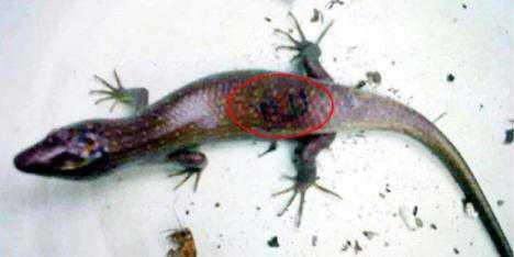 Subhanallah Ditemukan Kadal Bertuliskan Lafadz Allah di Deli Serdang Sumatera Utara