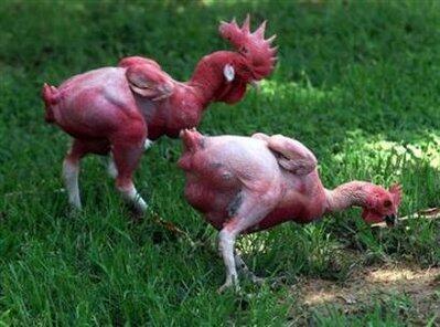ayam kampus bugil gan