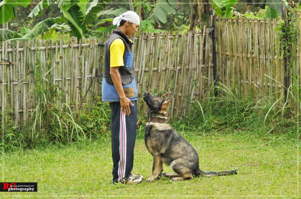 DVD PELATIHAN ANJING BERBAHASA INDONESIA PERTAMA DI DUNIA,MUDAH DIMENGERTI &PRAKTEKAN;