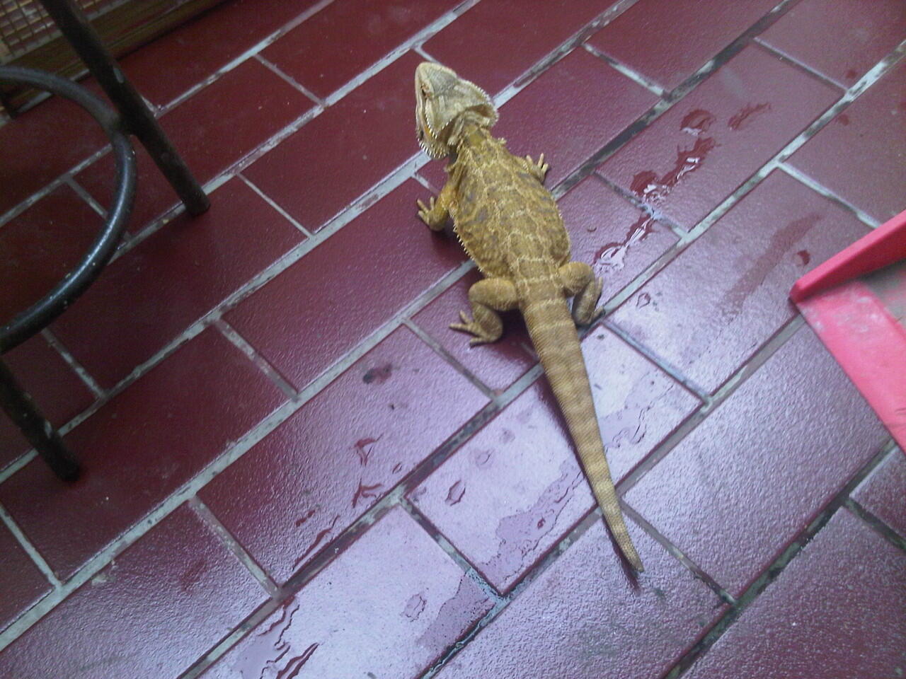 bearded dragon betina adult n baby