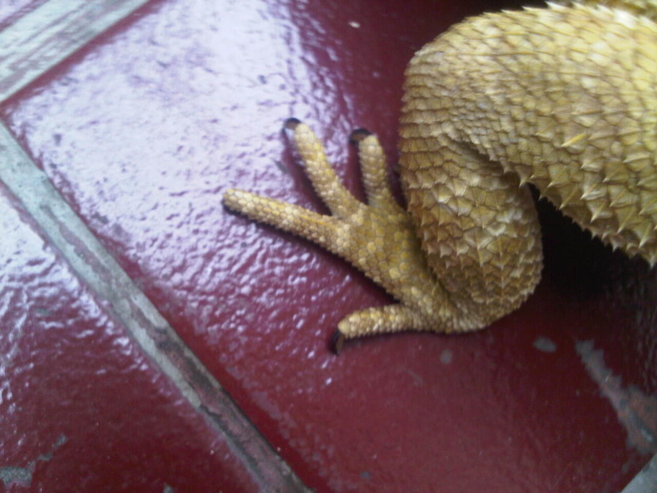 bearded dragon betina adult n baby