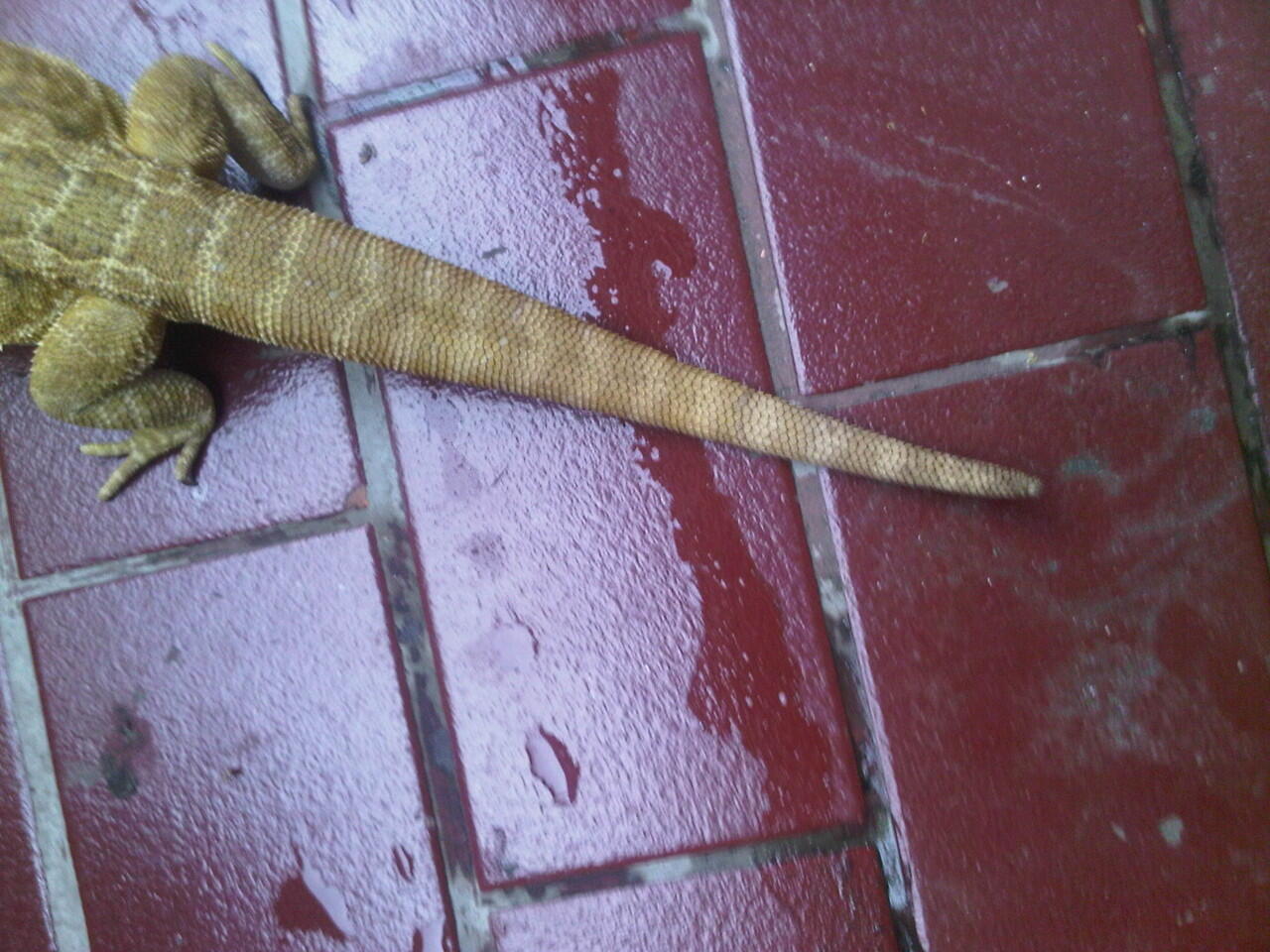 bearded dragon betina adult n baby