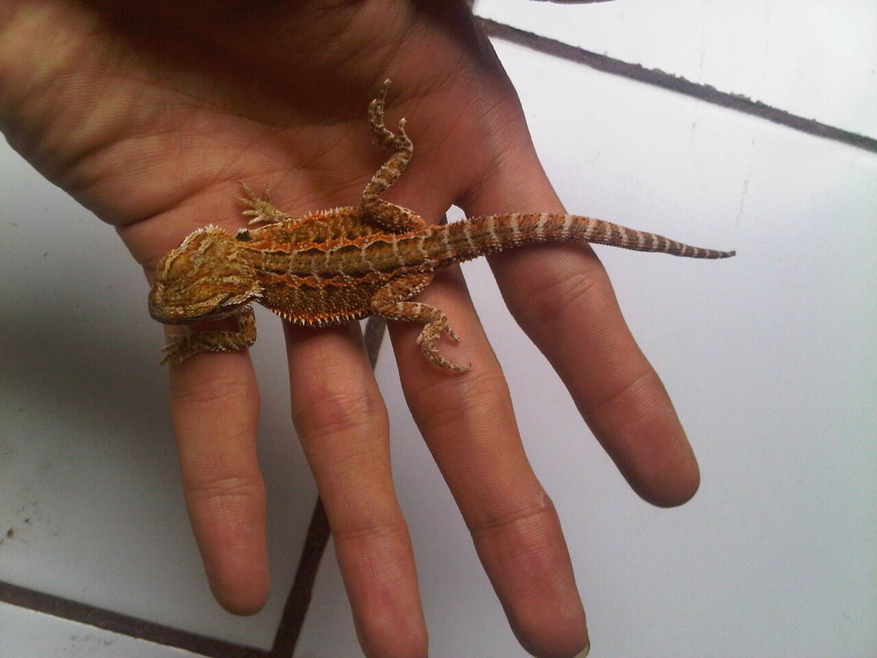 bearded dragon betina adult n baby