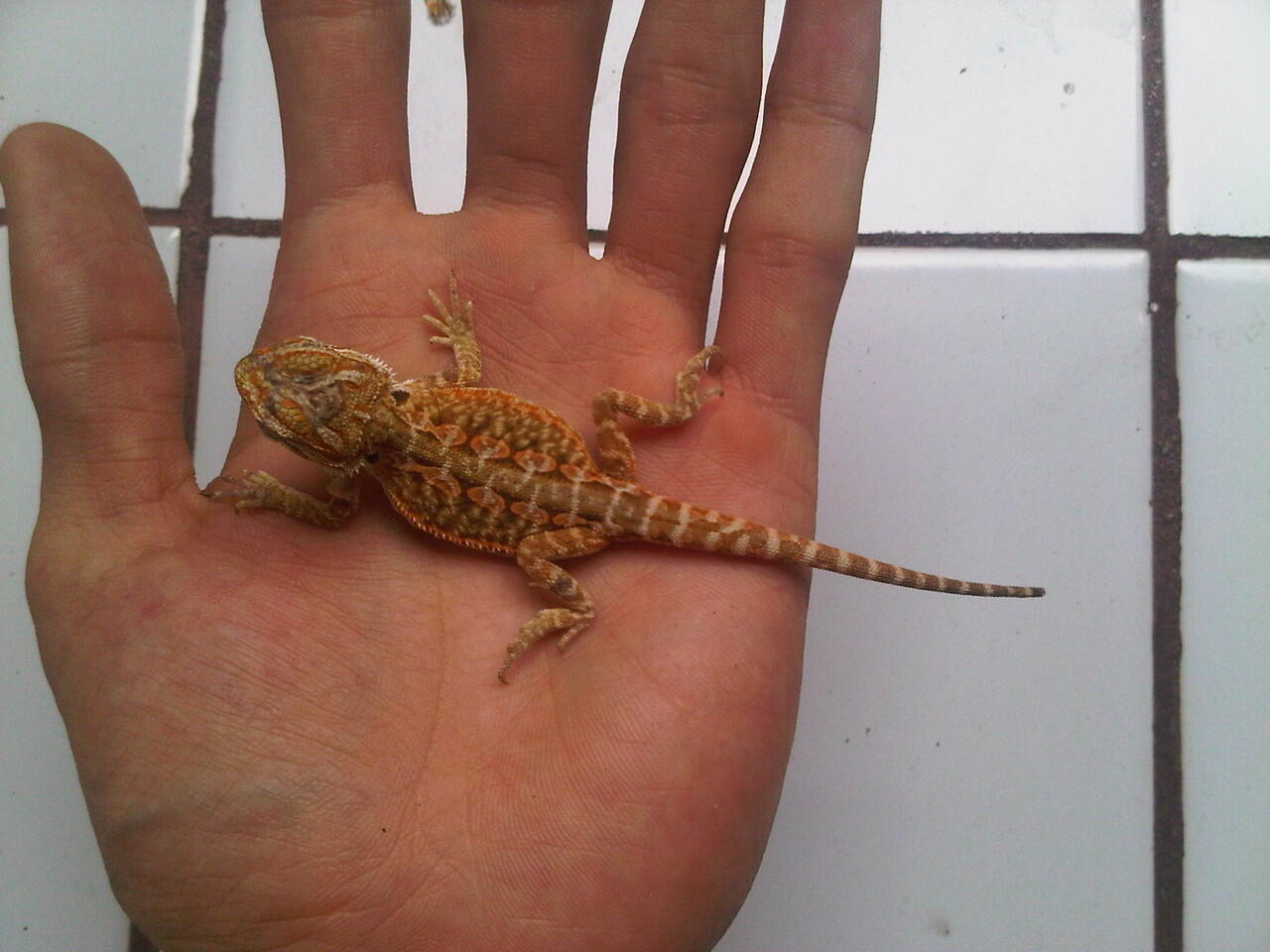 bearded dragon betina adult n baby