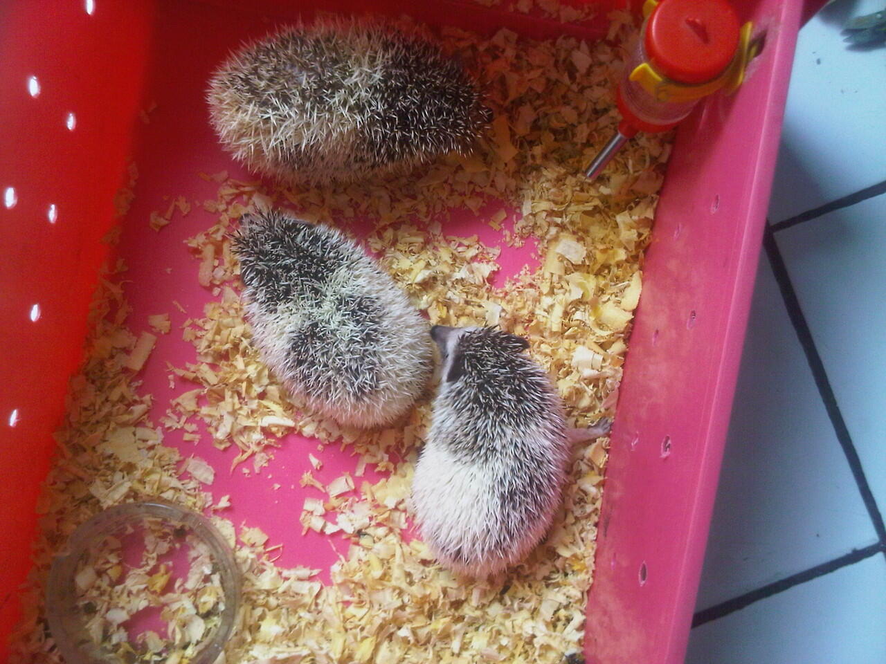 Paketan landak mini tobiano,high pinto,dll